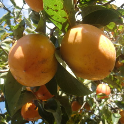 Picking persimmons